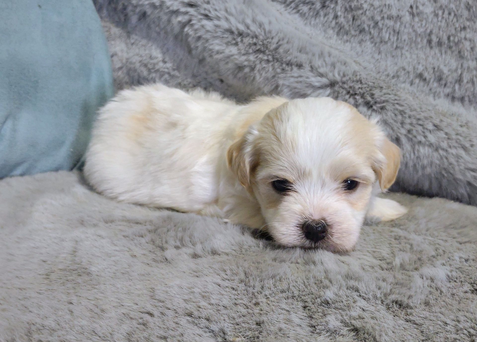 Sandy a female Havanese