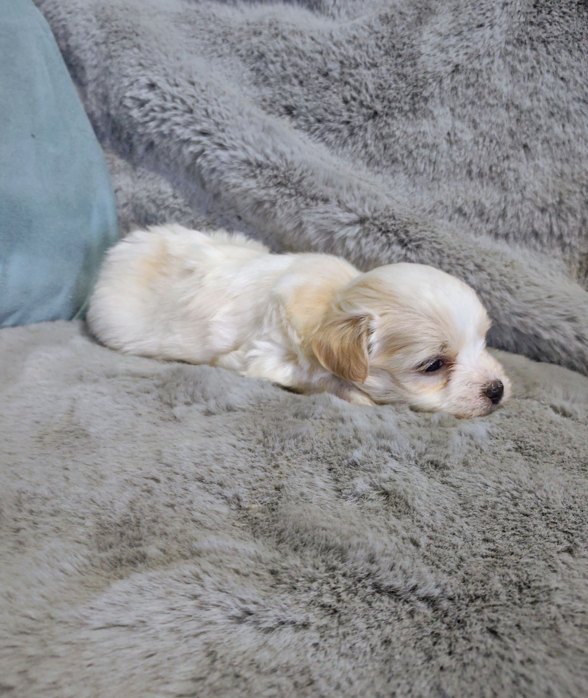 Sandy a female Havanese