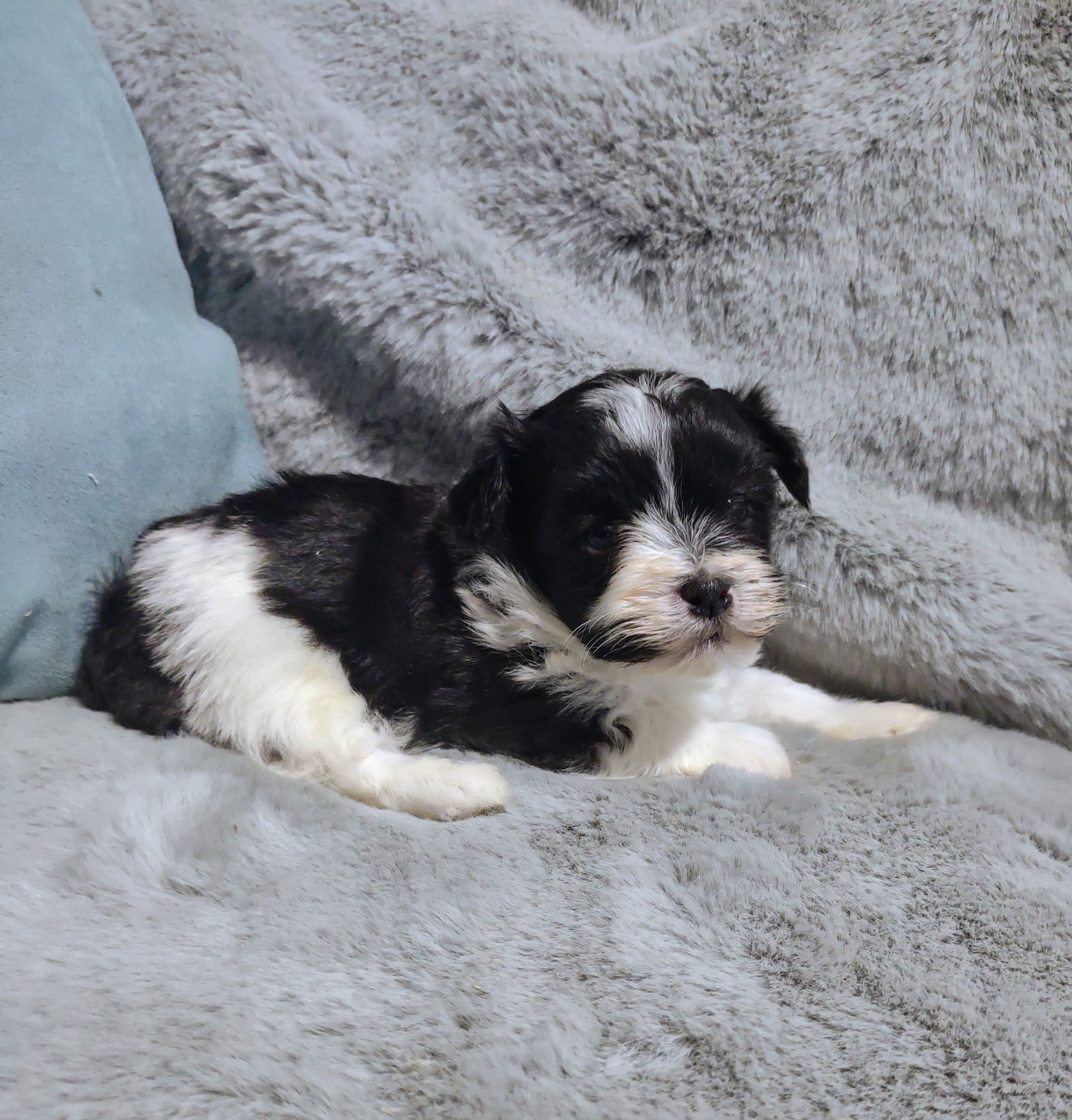 Sam Female Havanese