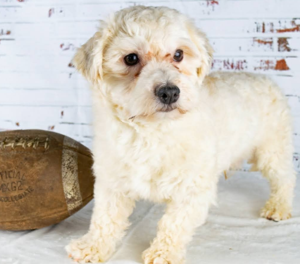 Max a father havanese