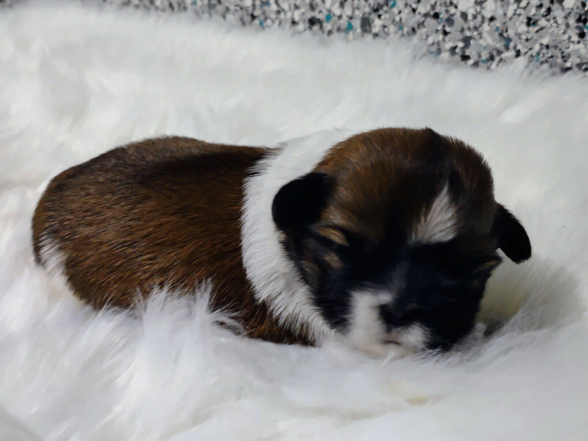 A brown and white puppy is laying on a white blanket