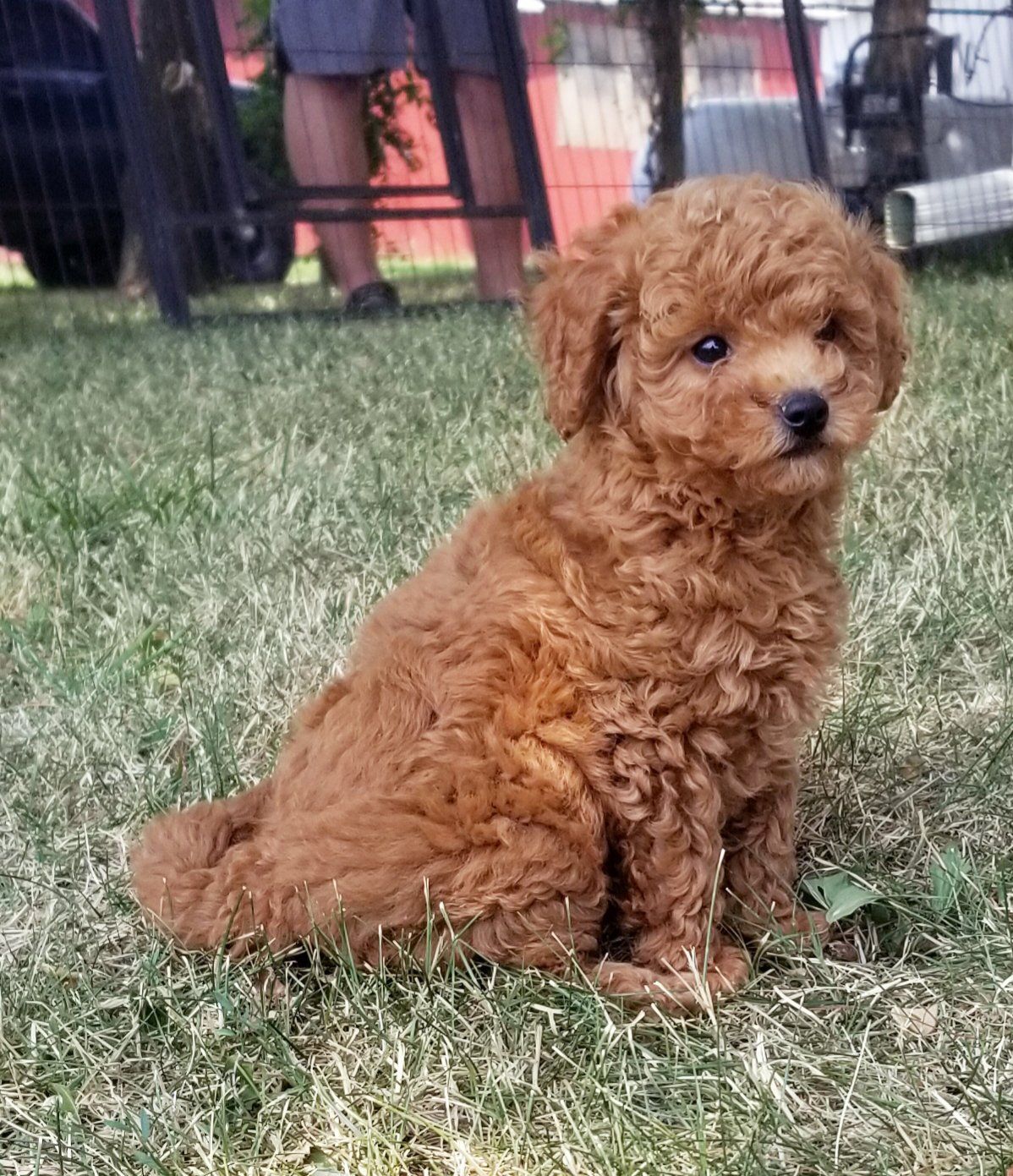 A small brown poodle puppy is sitting in the grass.