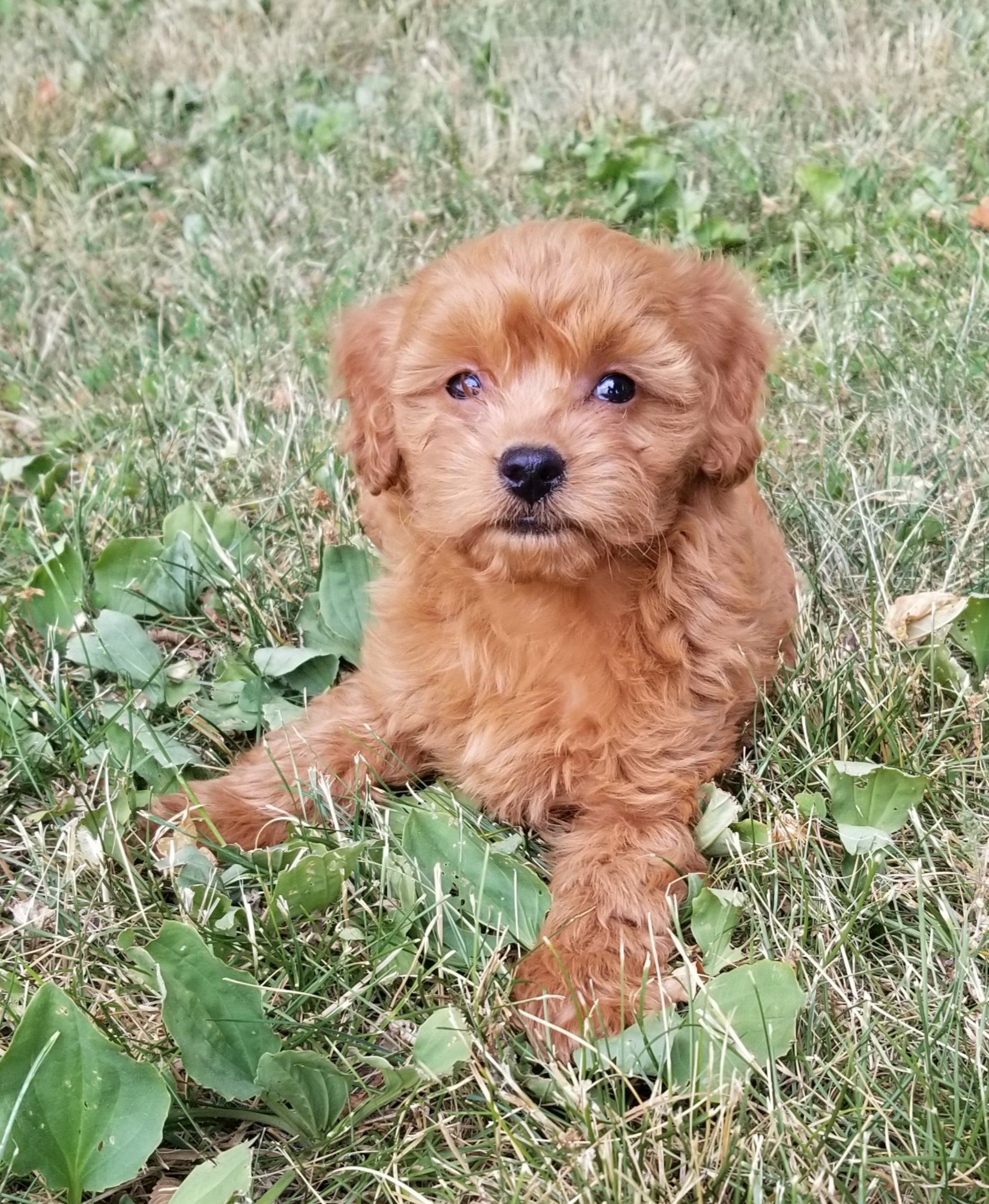 A small brown puppy is laying in the grass.