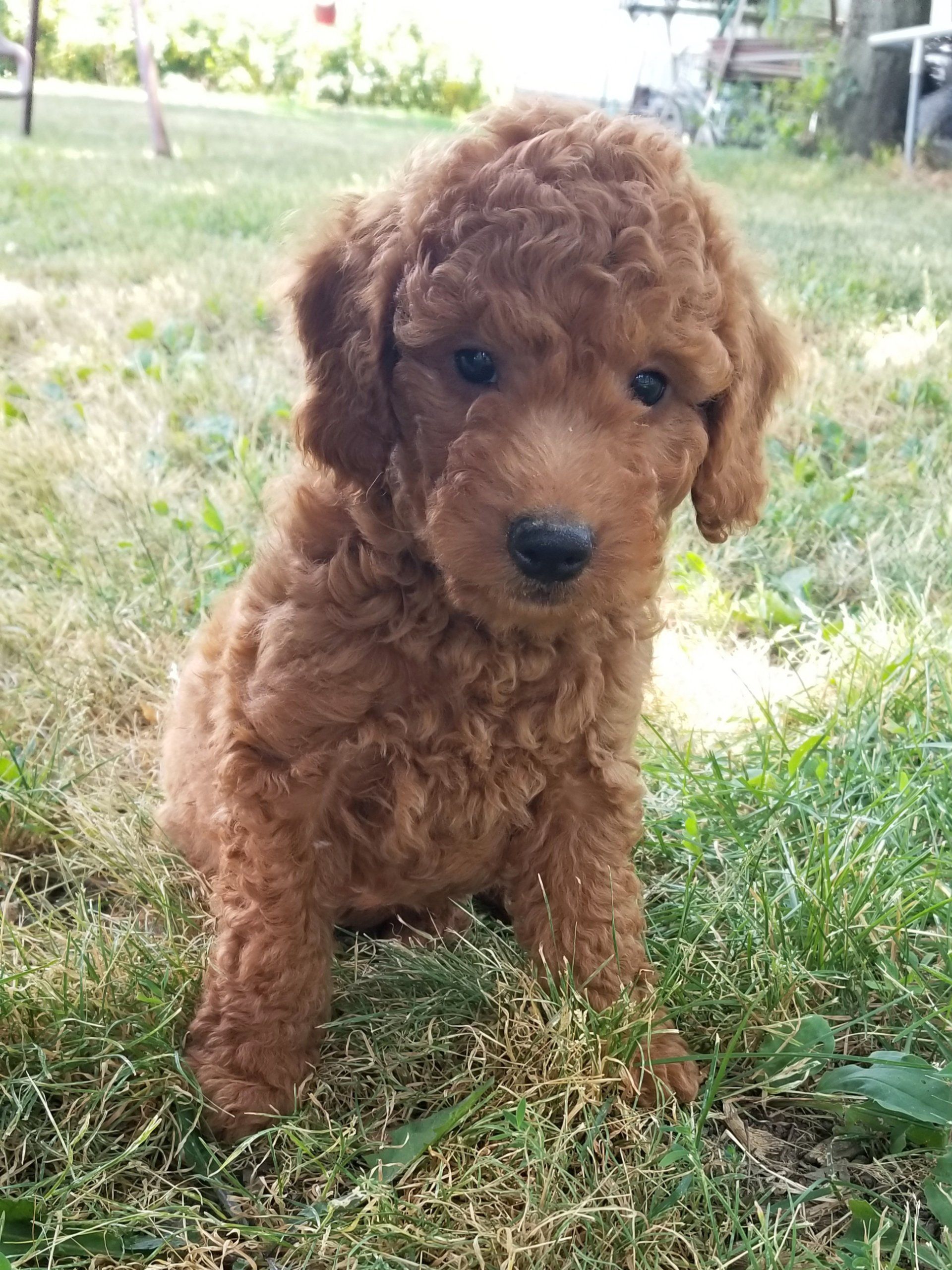 A small brown poodle puppy is sitting in the grass.