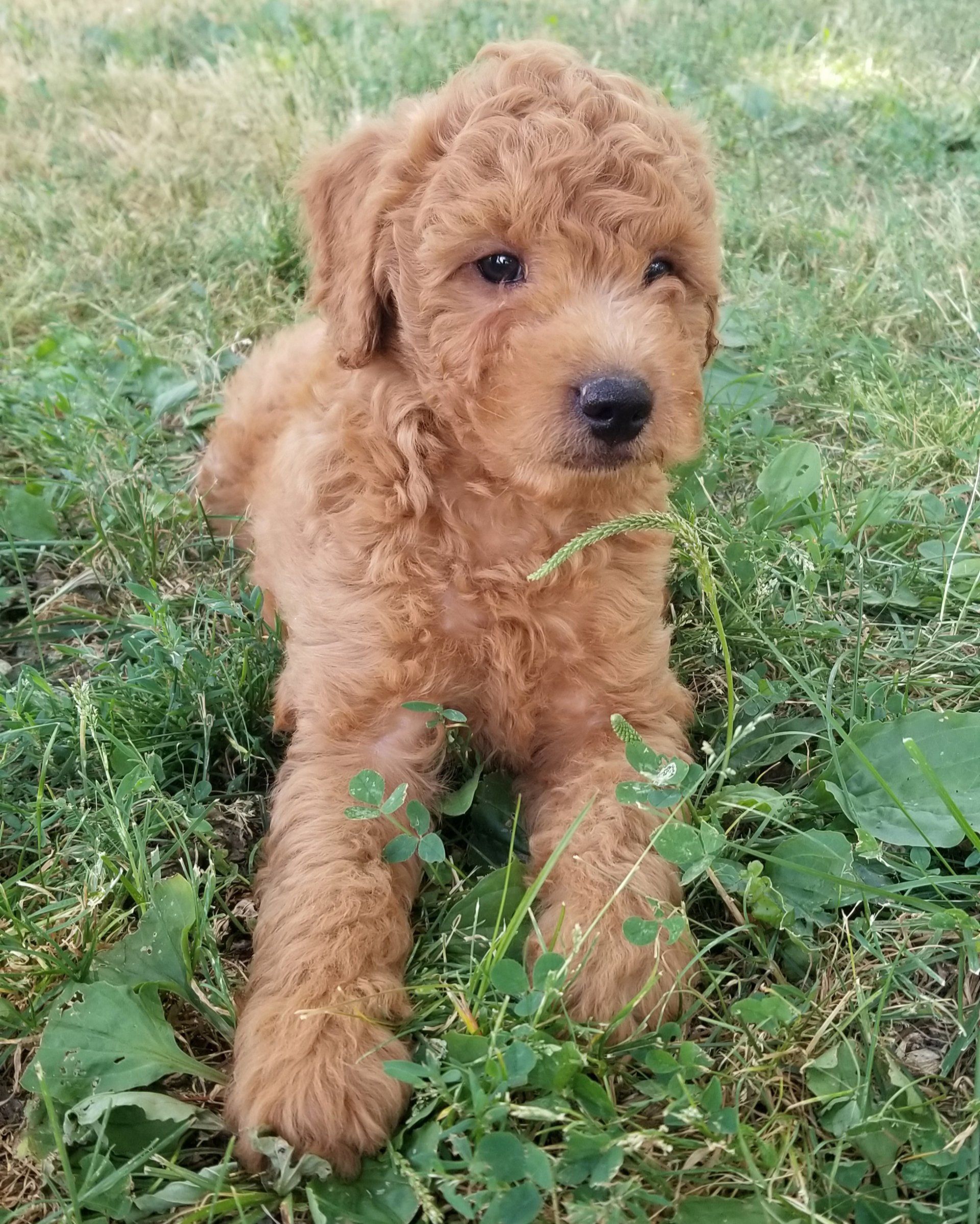 A small brown poodle puppy is sitting in the grass.