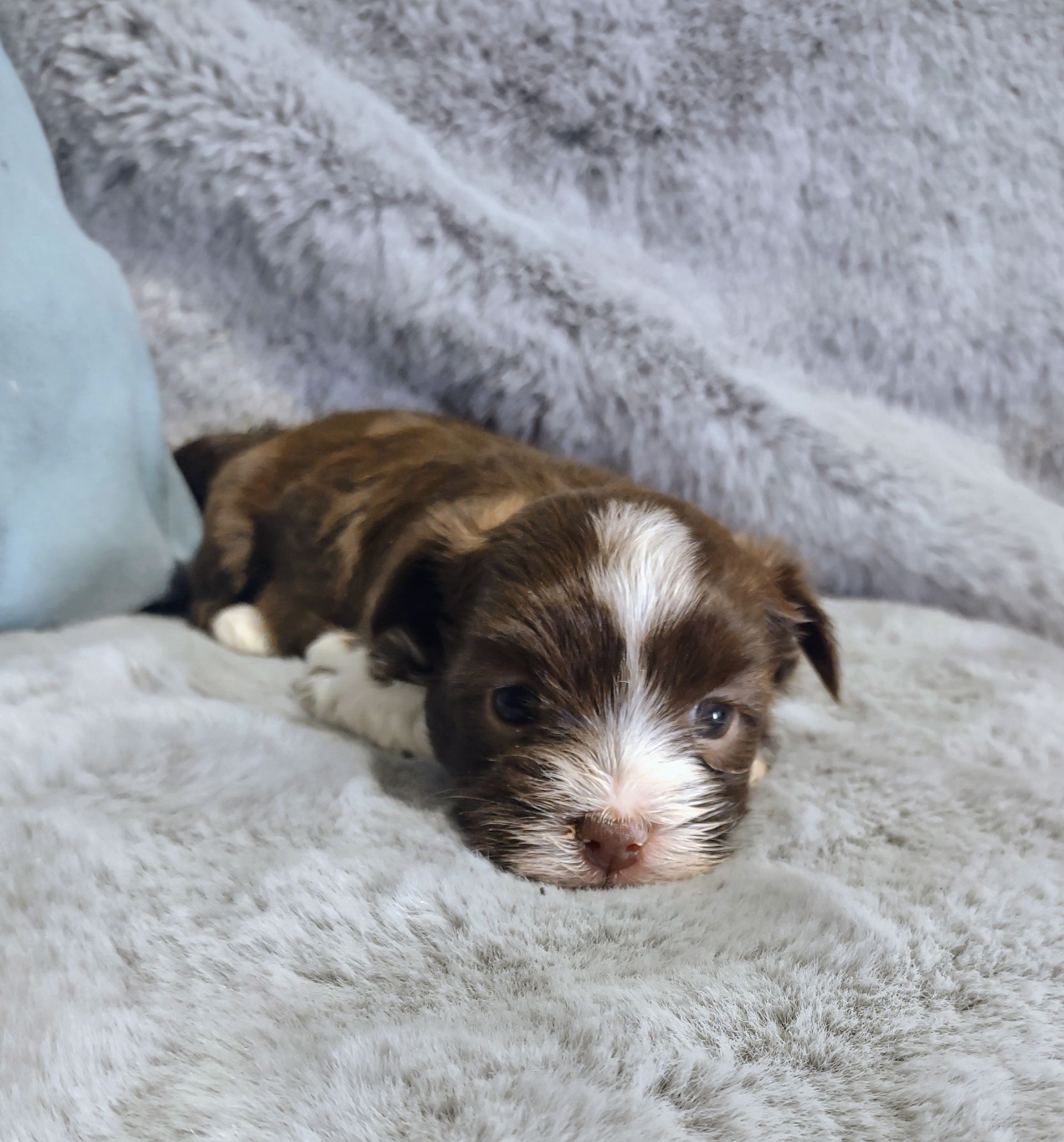 Shae a female Havanese
