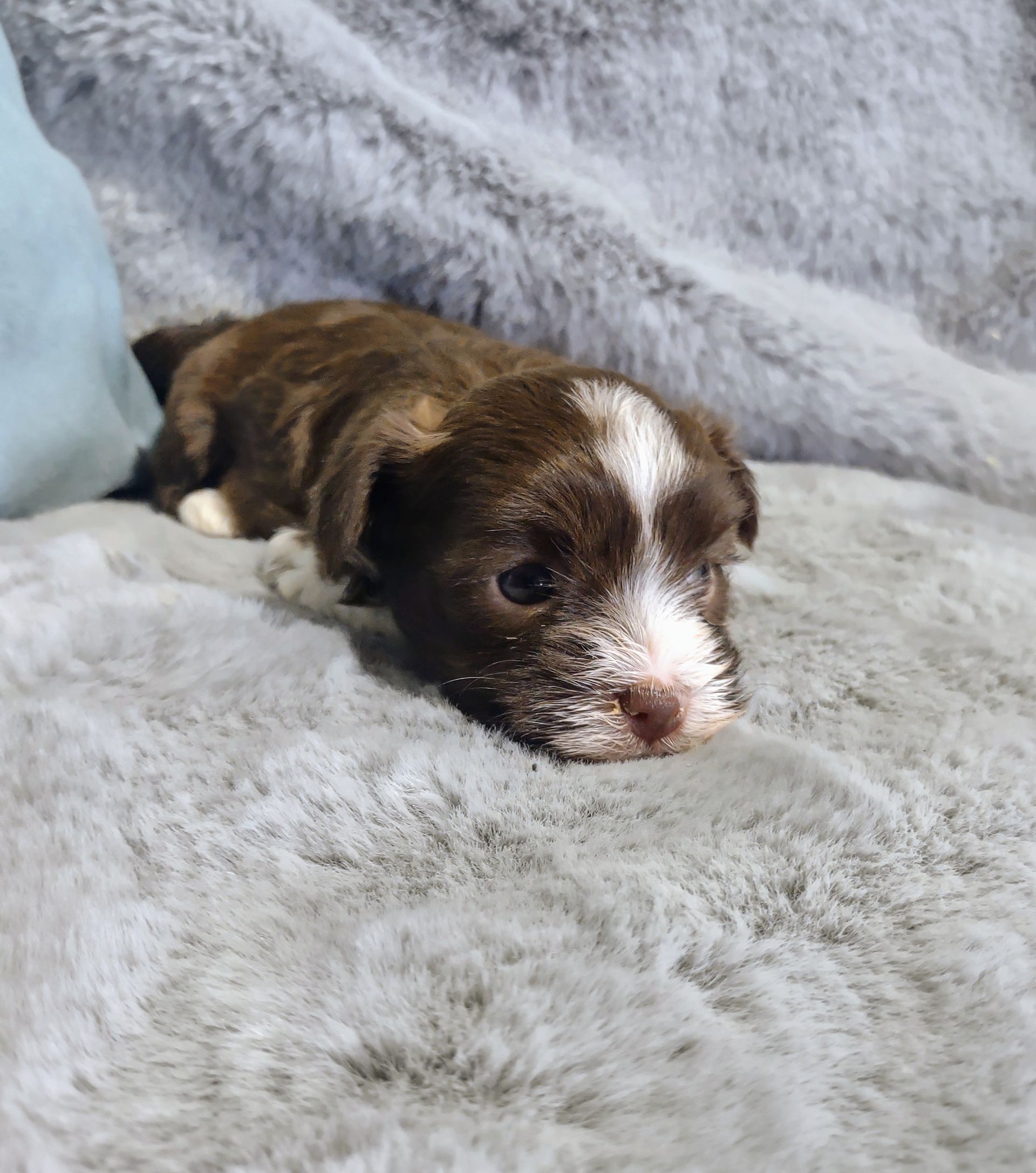 Shae a female Havanese front view