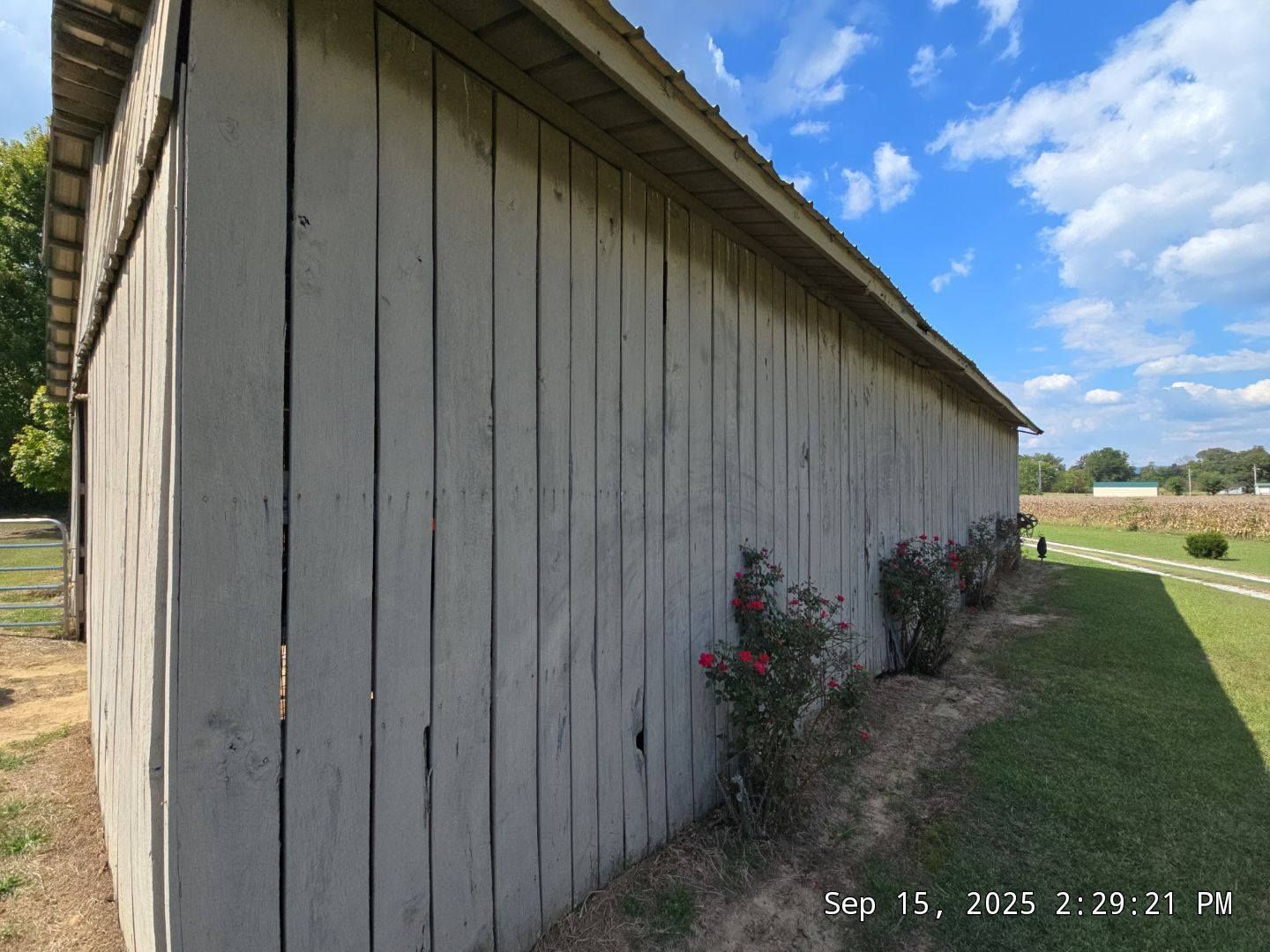 Weathered wooden barn with a tin roof, surrounded by grass and rose bushes, under a blue sky.