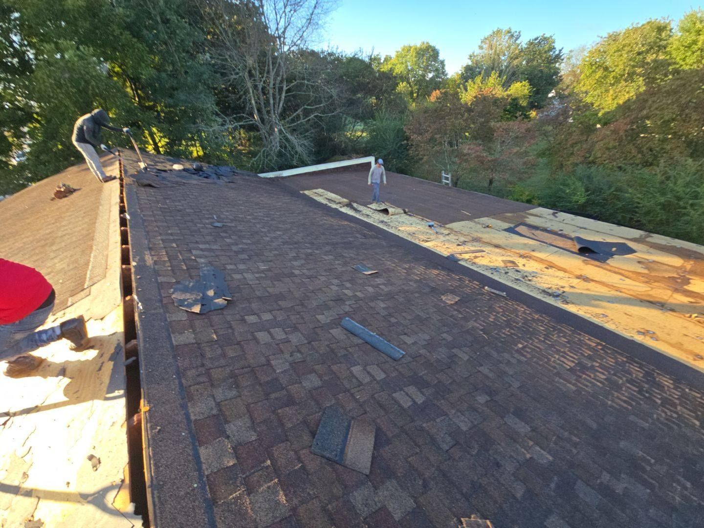 Roofers working on a brown shingle roof, tearing off old shingles. Trees and sky in background.