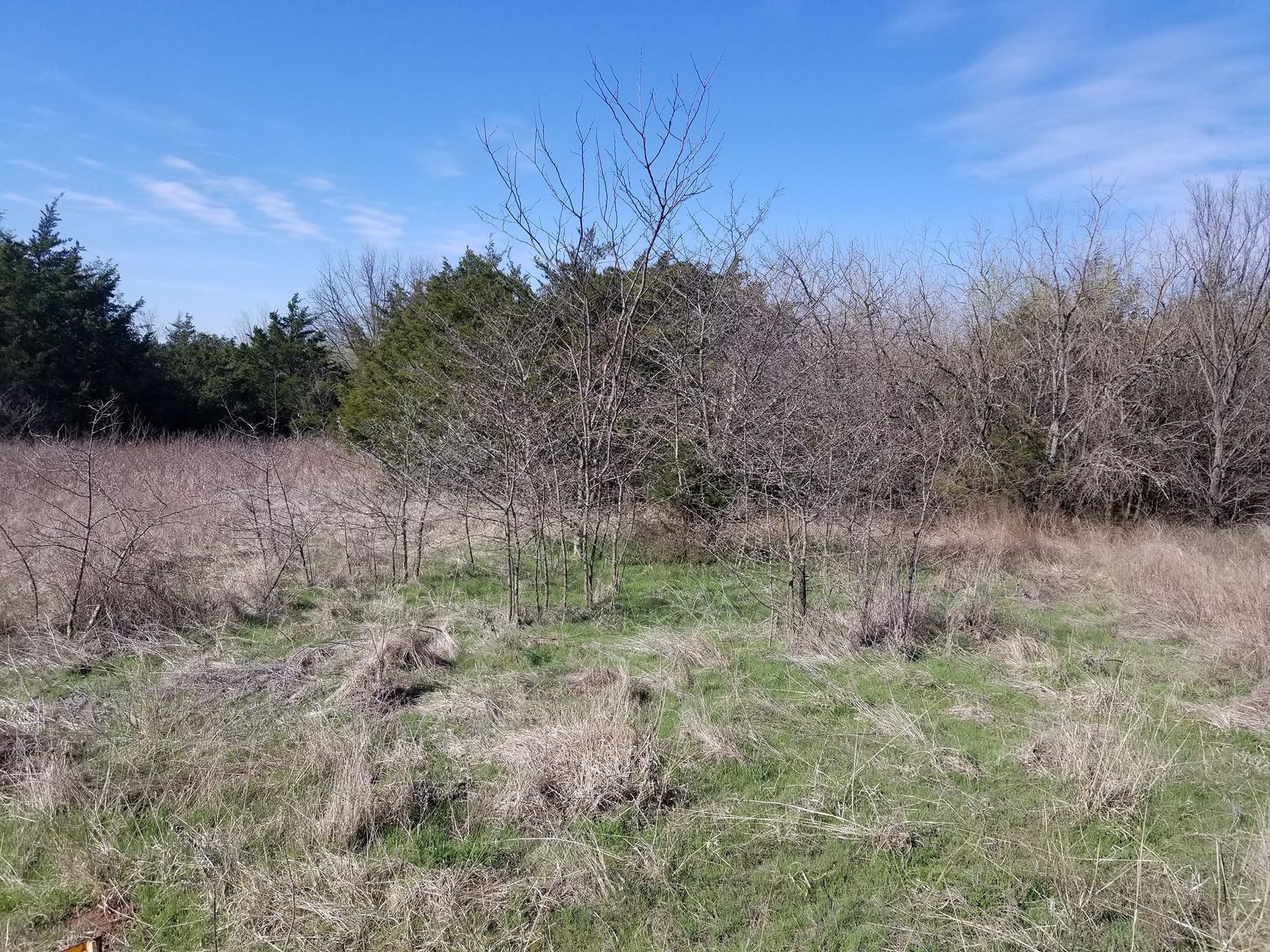 A field with trees in the background and a blue sky