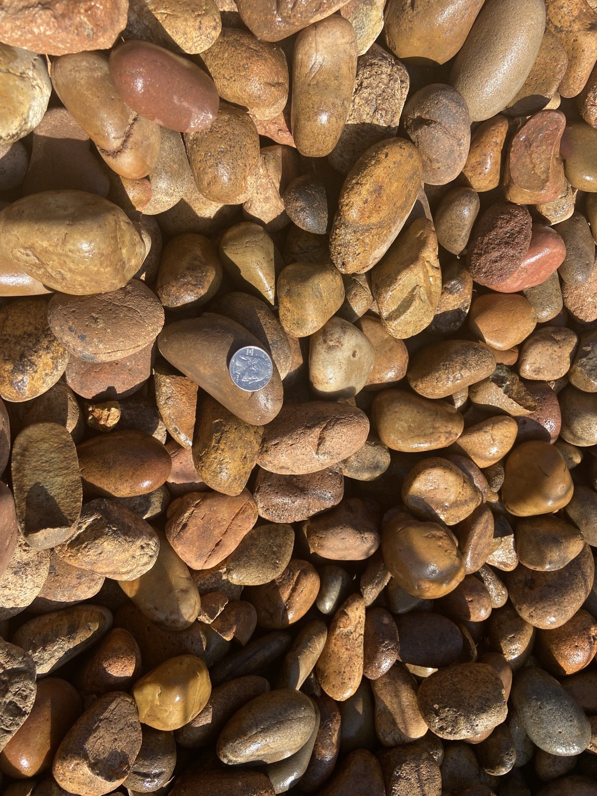 Mexican Sunburst 1-2