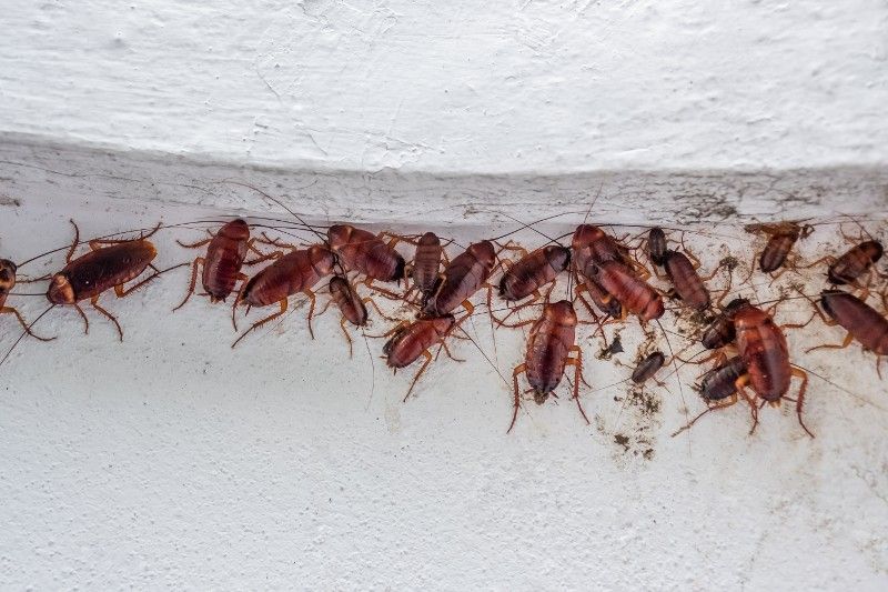 A bunch of cockroaches are crawling on a white surface.