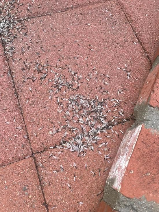A close up of a brick floor with a lot of ants on it.