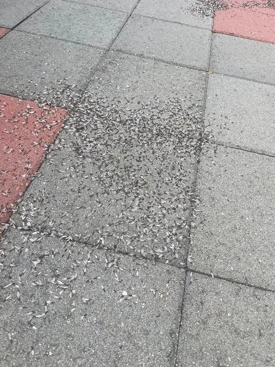 A close up of a brick walkway with a lot of small stones on it.
