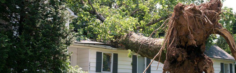 Emergency Tree Work