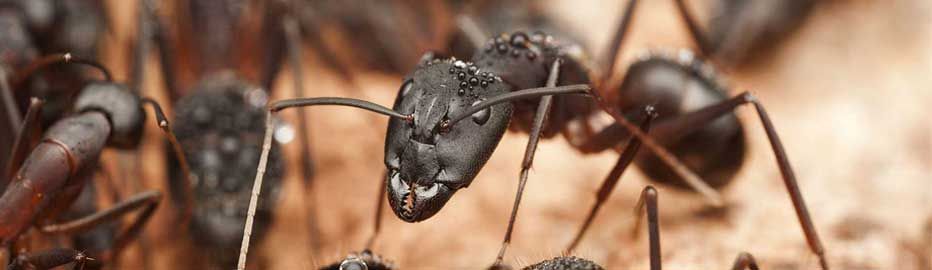 Close-up of black ants walking on brown soil and twigs