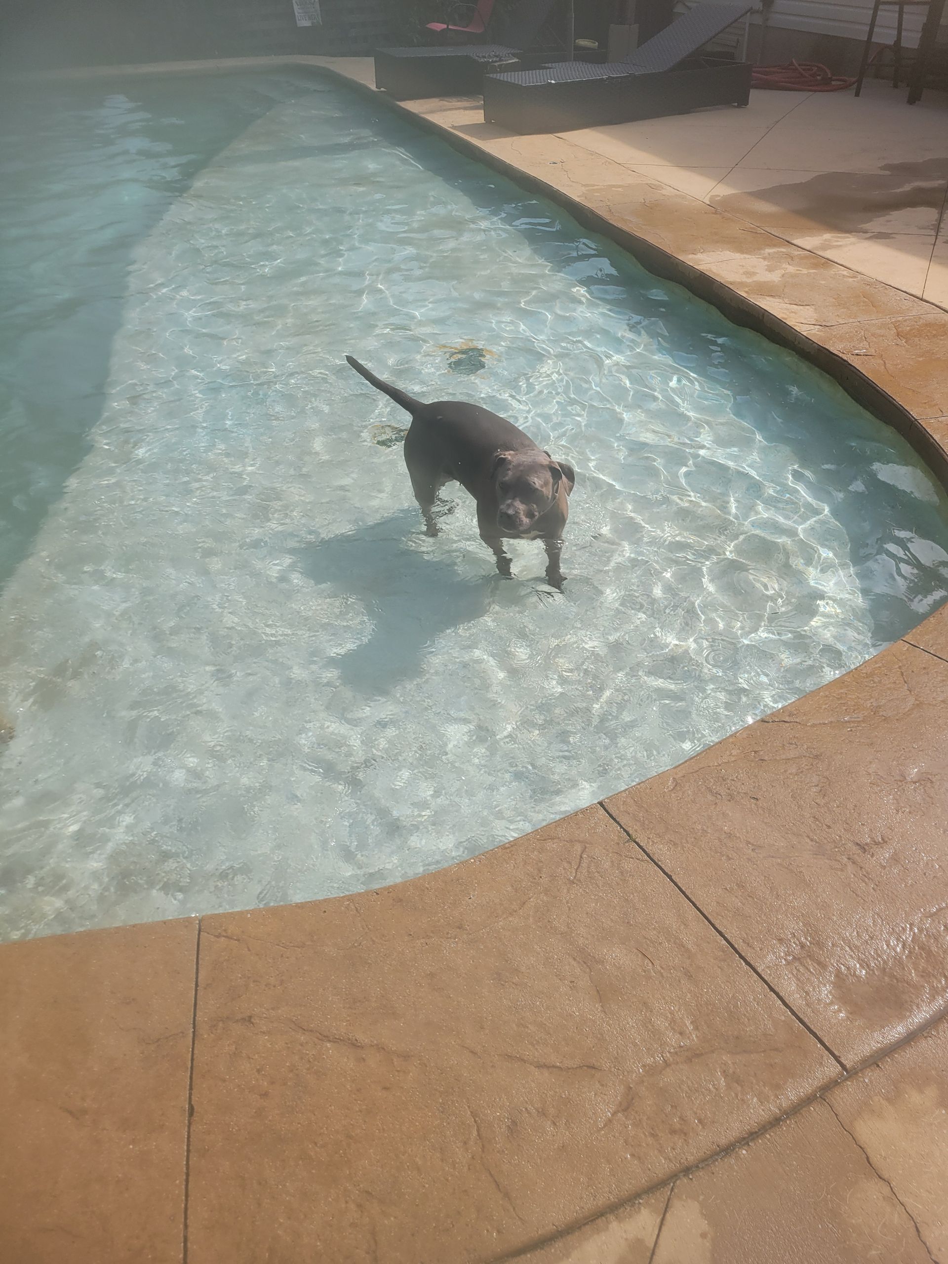 A dog is standing in the middle of a swimming pool