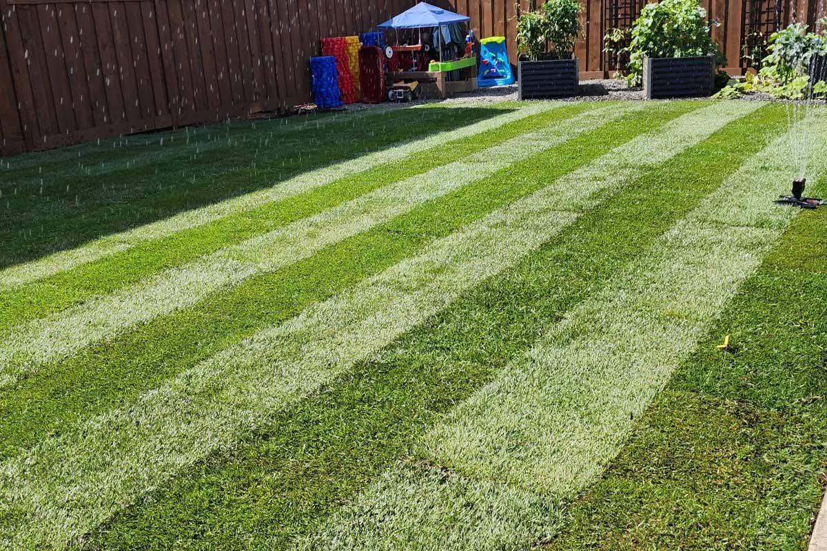 A lush green lawn with a wooden fence in the background.