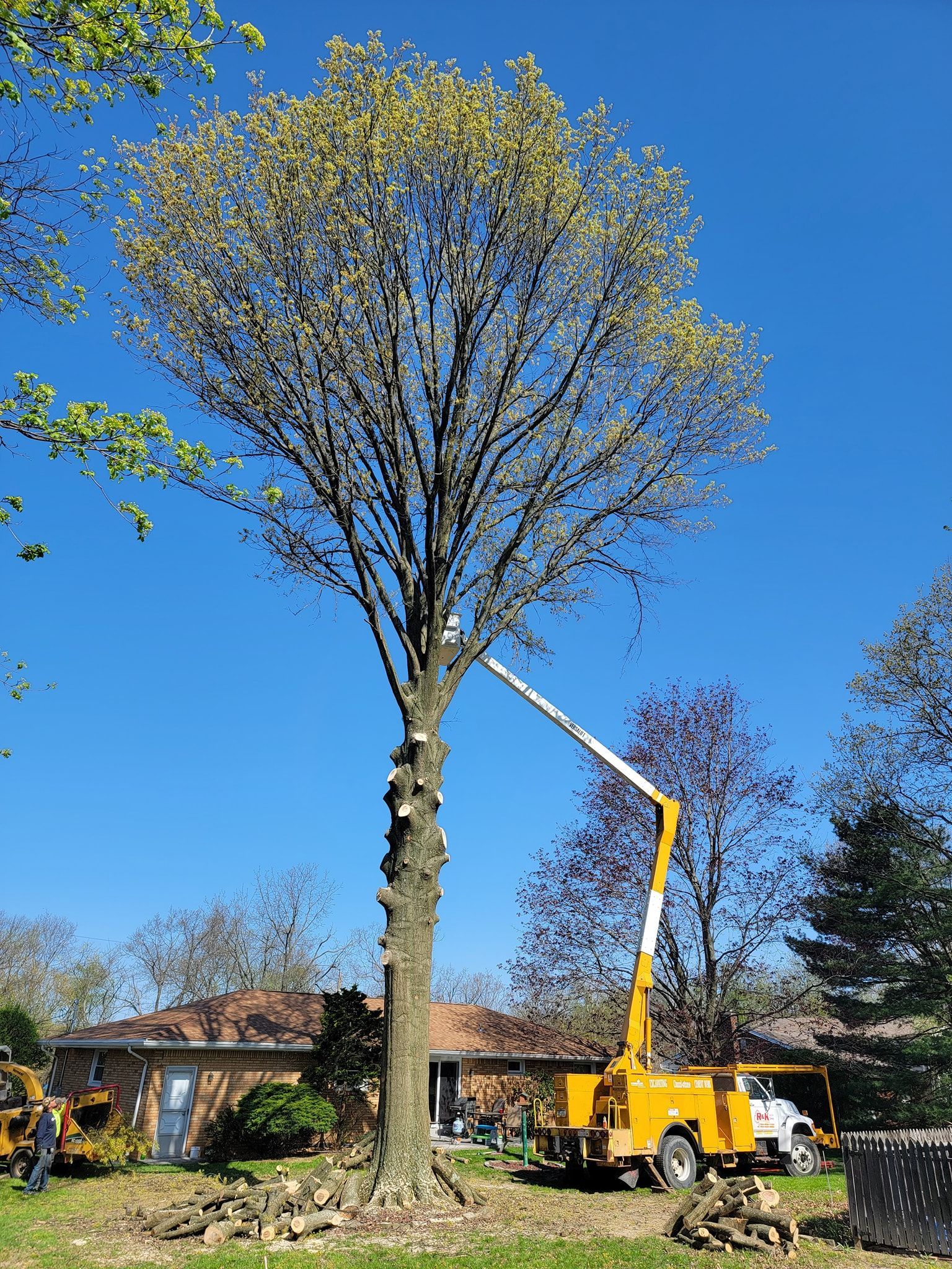 A large tree is being cut down by a crane.