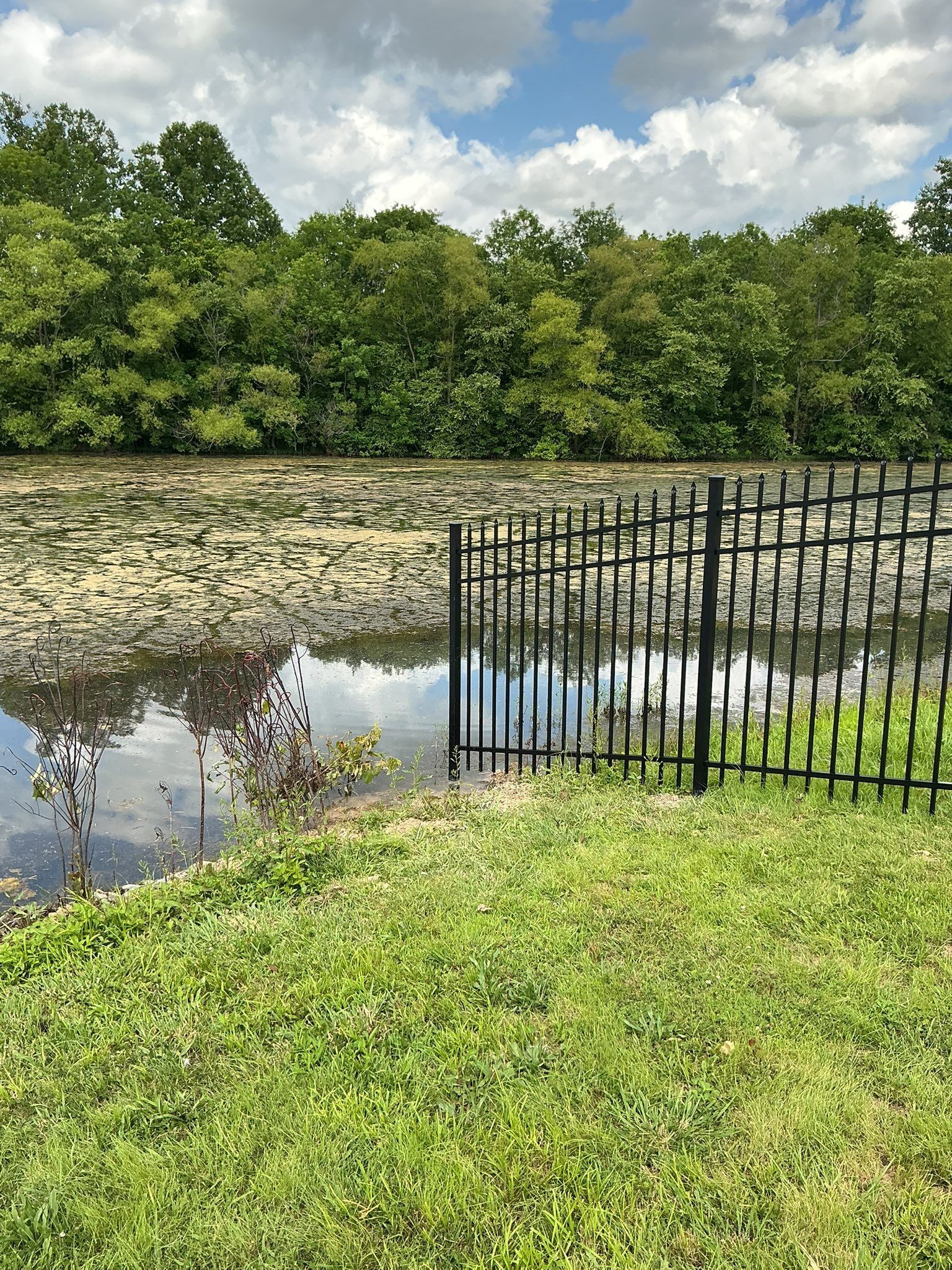 Pond with lily pads, grassy bank, black fence, and trees under a cloudy sky