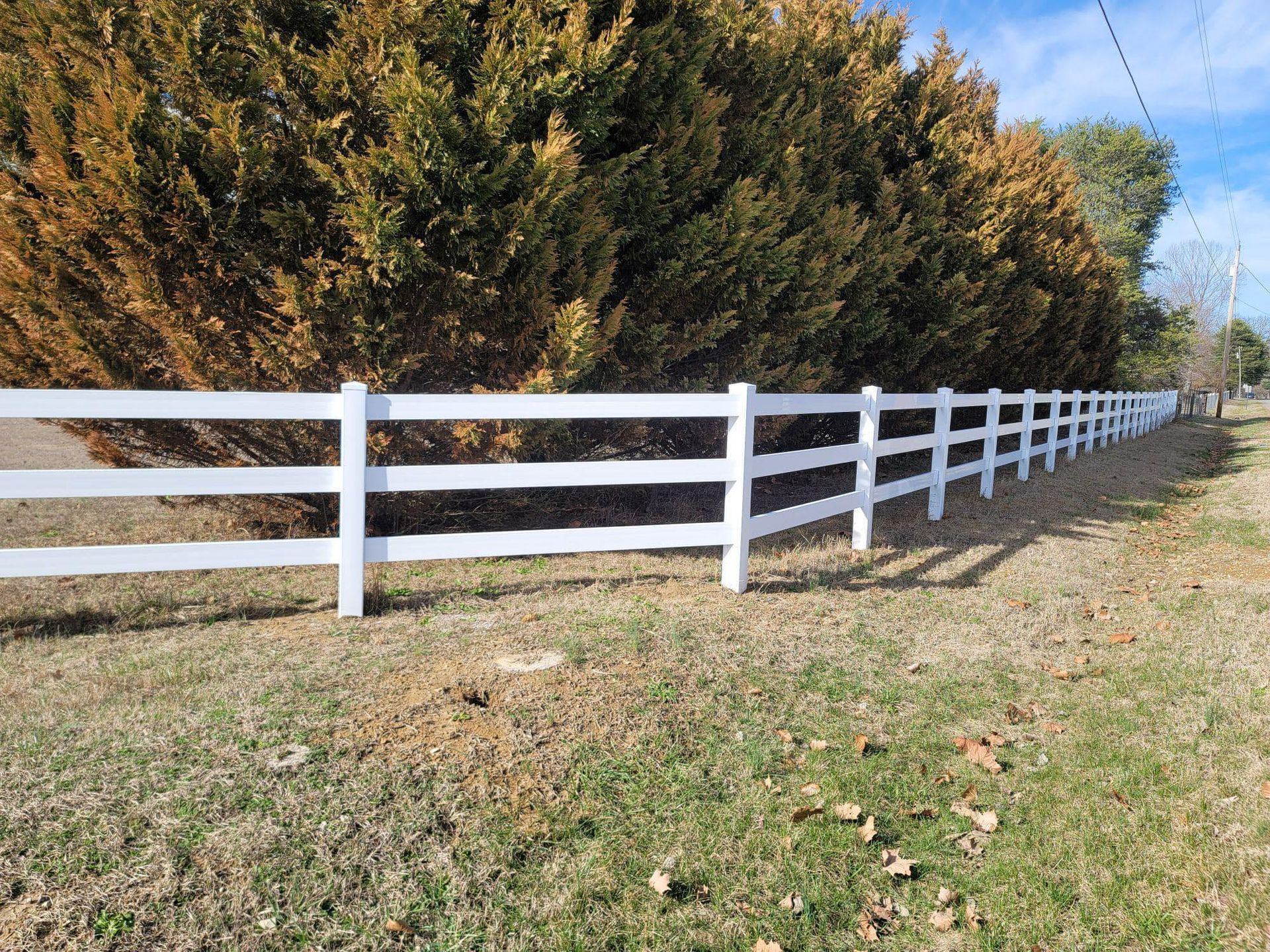 White wooden fence along a grassy path beside tall evergreen trees under a blue sky.