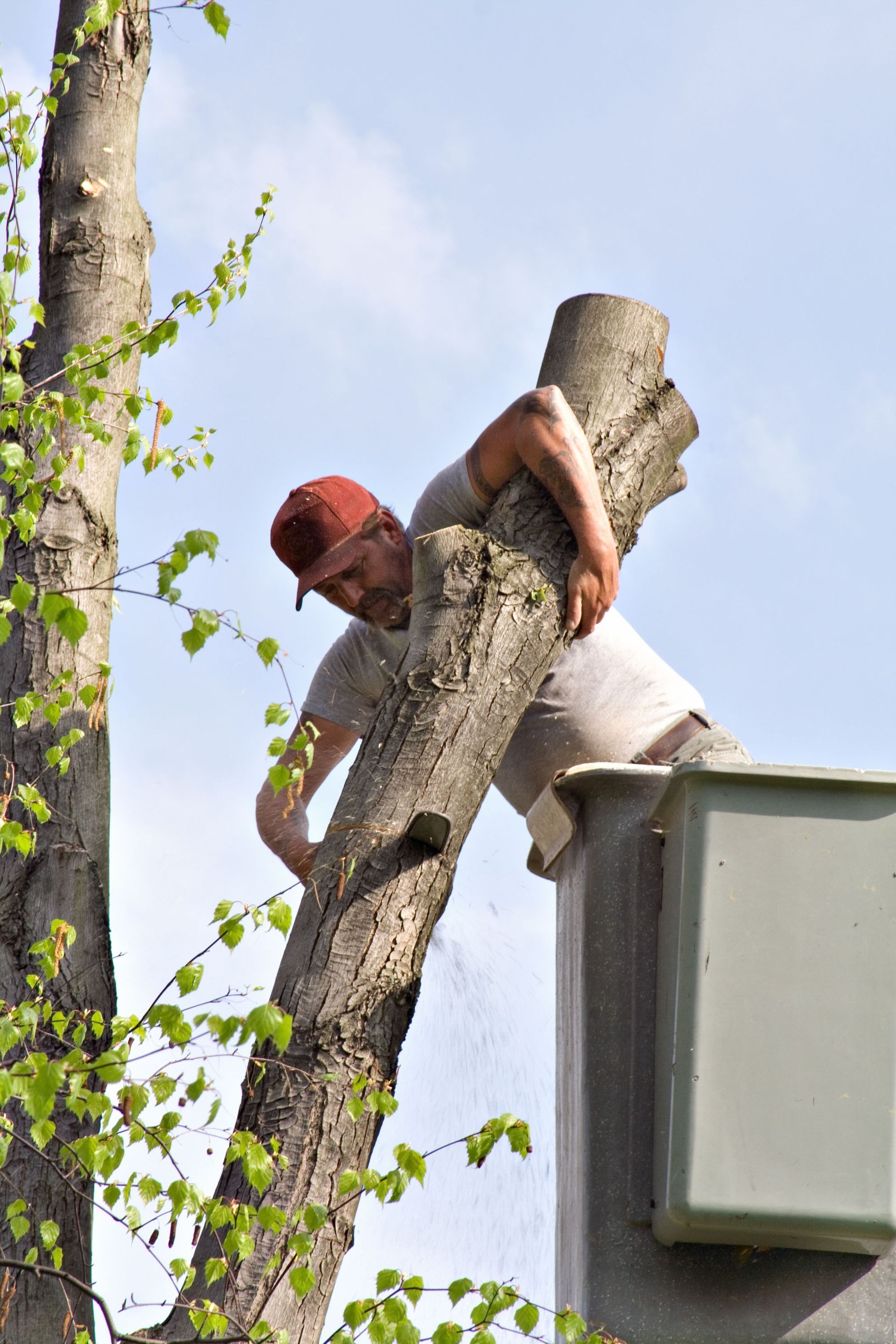 tree remover