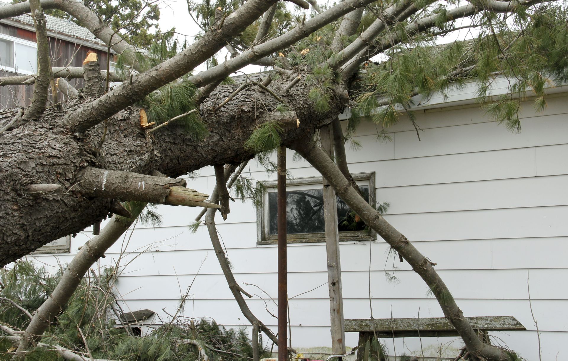 local tree services