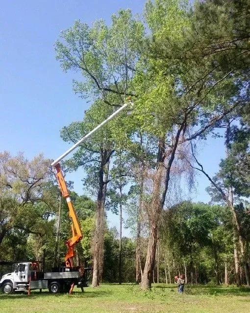 A crane is cutting a tree in a park.