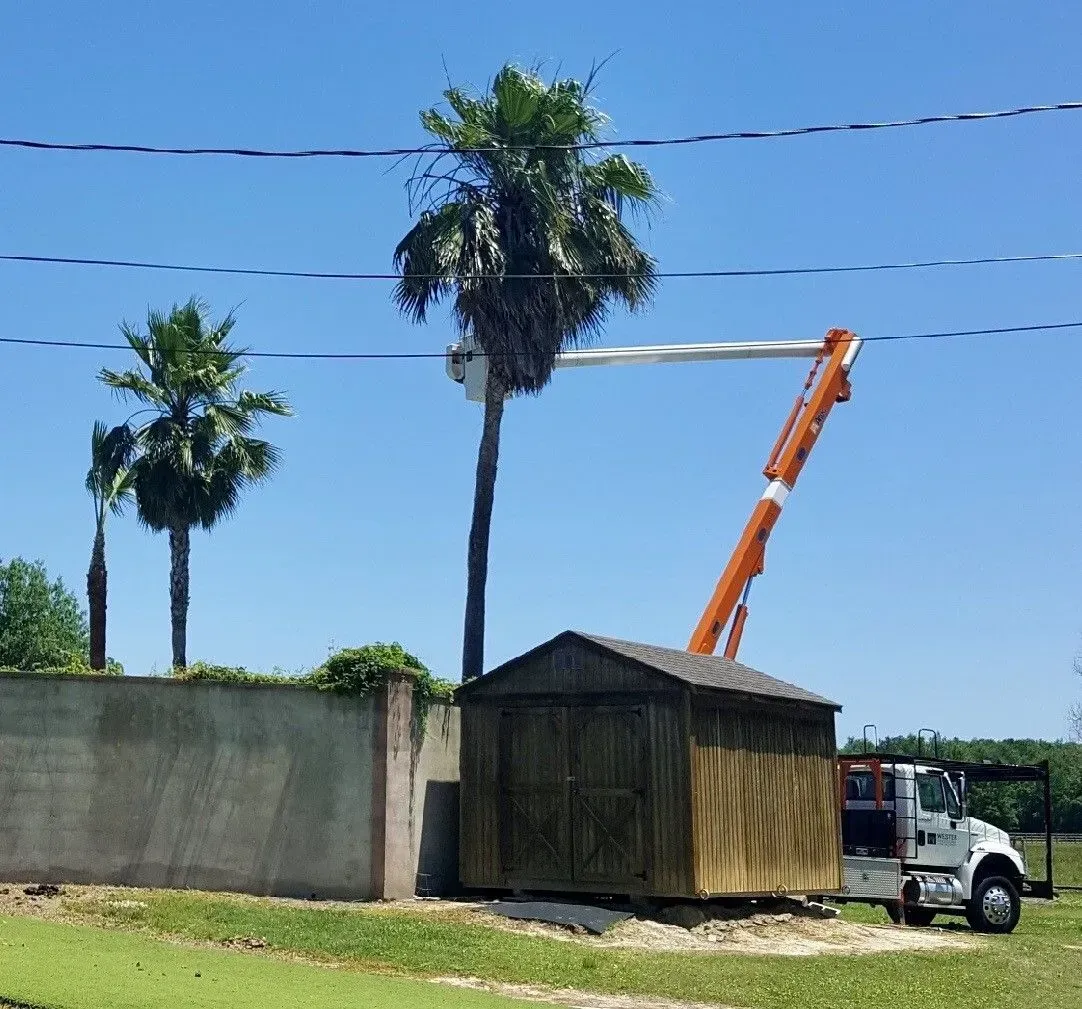 A crane is cutting a palm tree next to a shed.