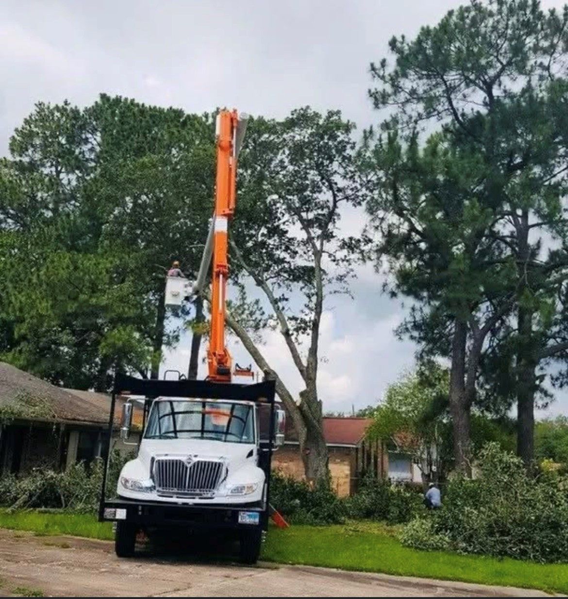 tree care