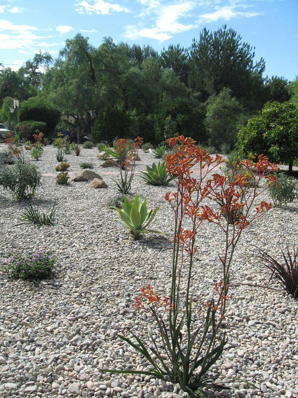 Dry gravel garden with scattered succulents and red-flowering shrubs under a bright blue sky
