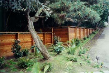 Wooden fence with a leaning tree and lush greenery beside a paved path