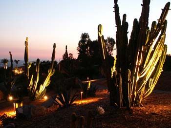 Illuminated cactus garden at dusk with tall cacti and warm lights against a pink sunset sky