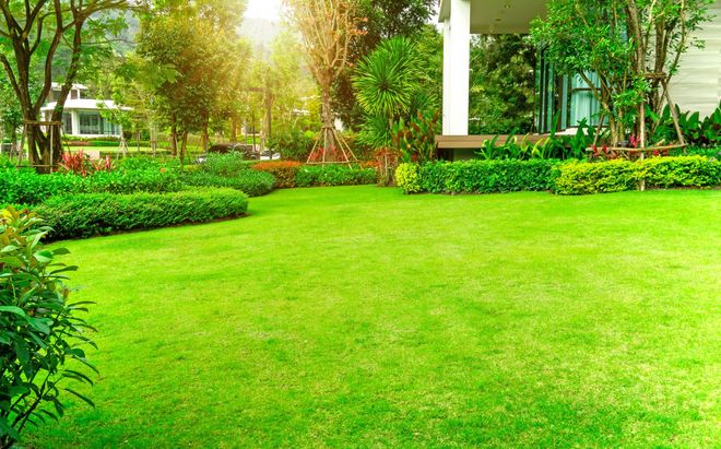 Lush green lawn in front of a house, surrounded by trees and shrubs, bright sunlight.