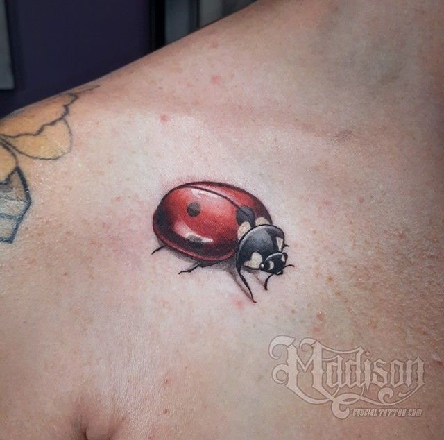 Ladybug2
