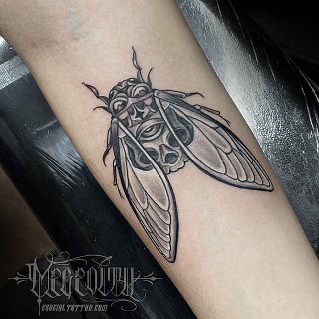 Cicada skull