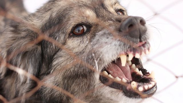 Dog Bites