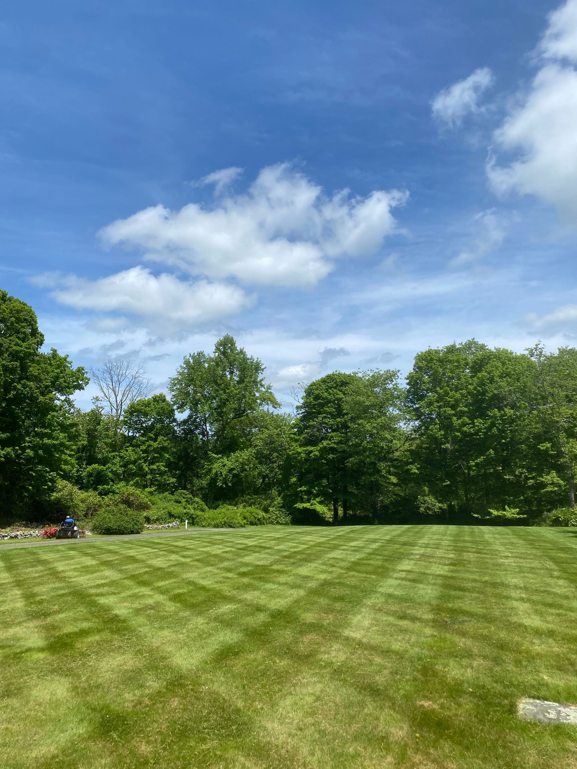 A lush green lawn with trees in the background on a sunny day.