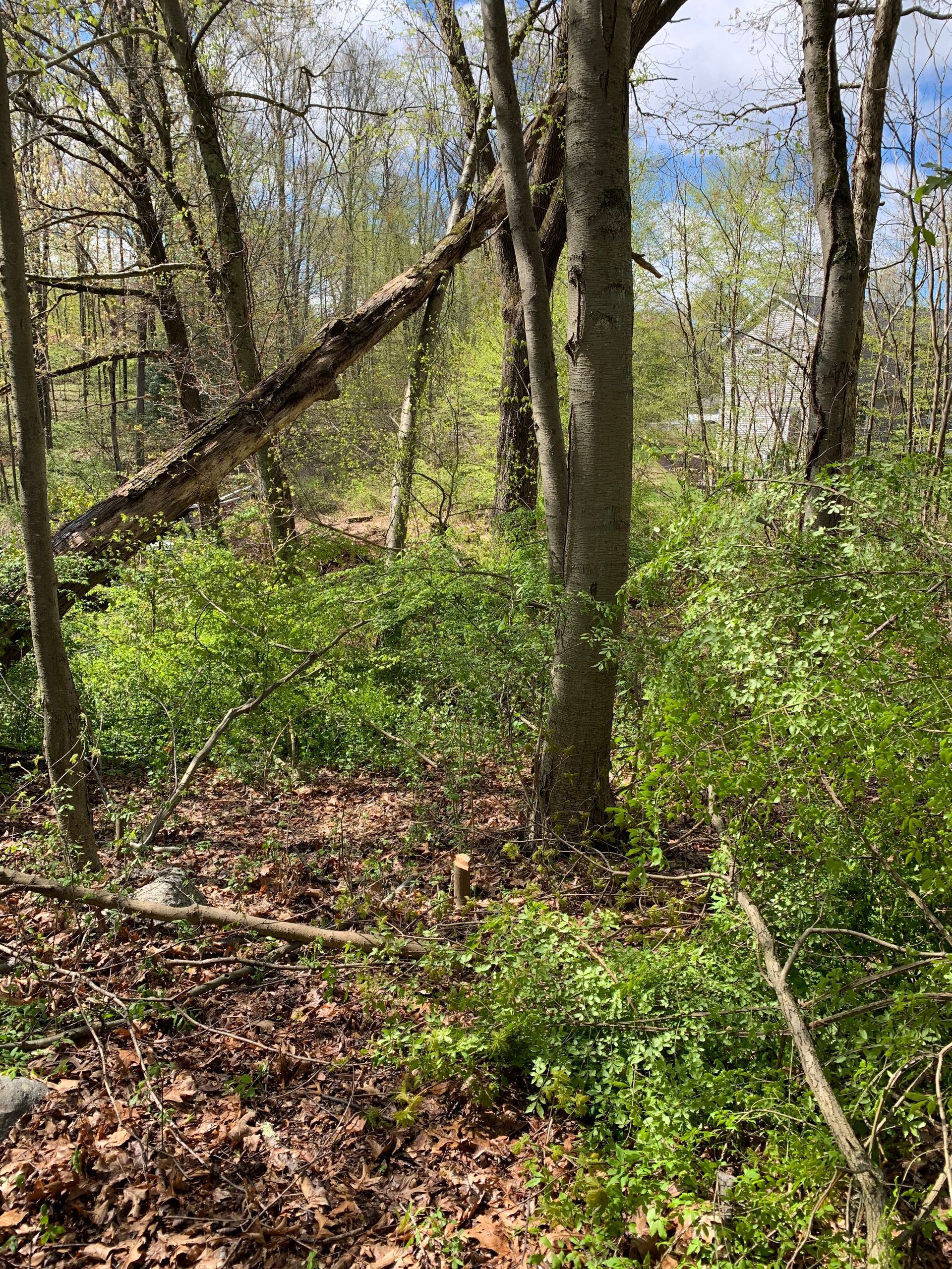 A person is walking through a forest with trees and leaves.