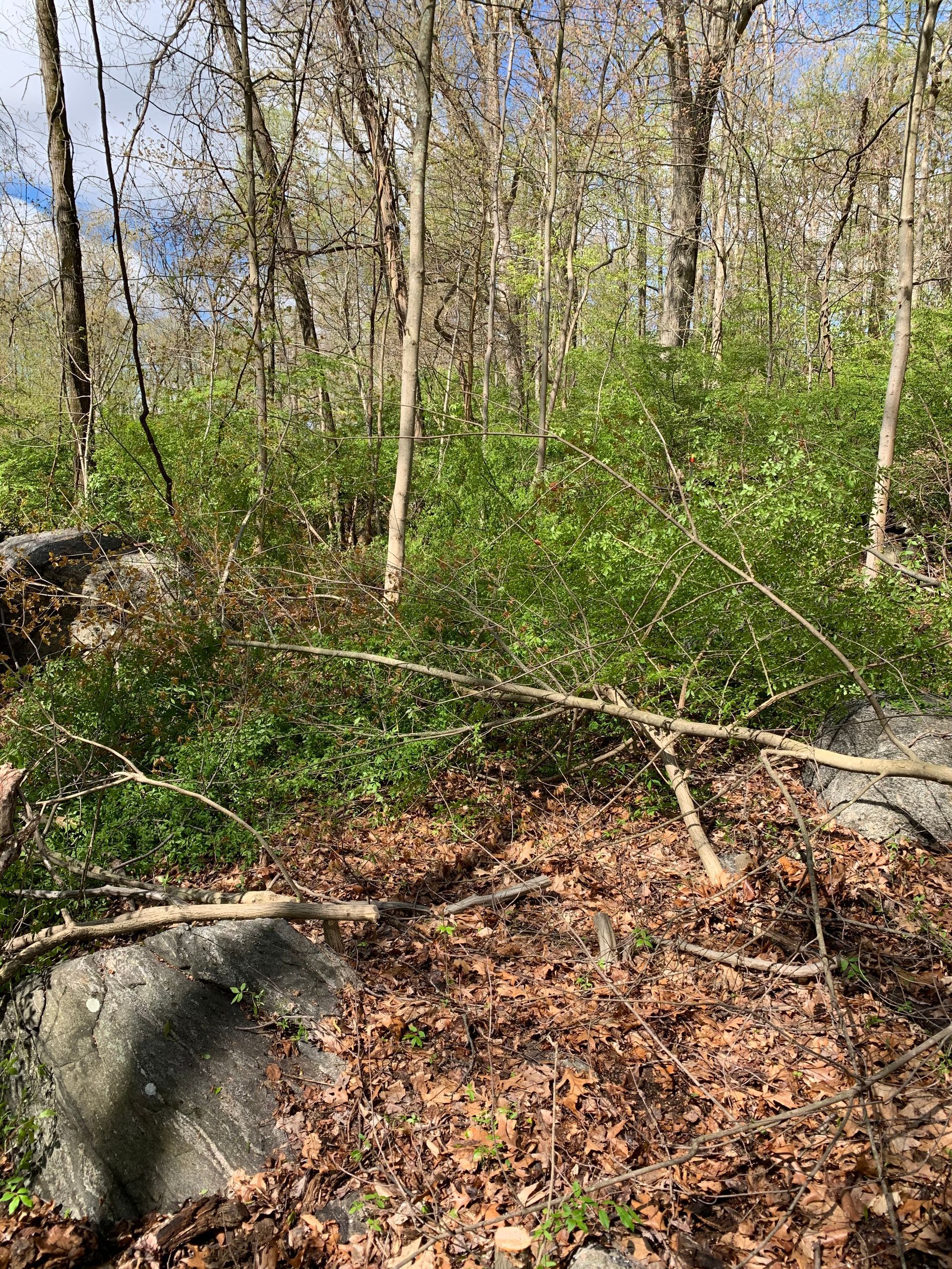 A rock in the middle of a forest surrounded by trees and leaves.