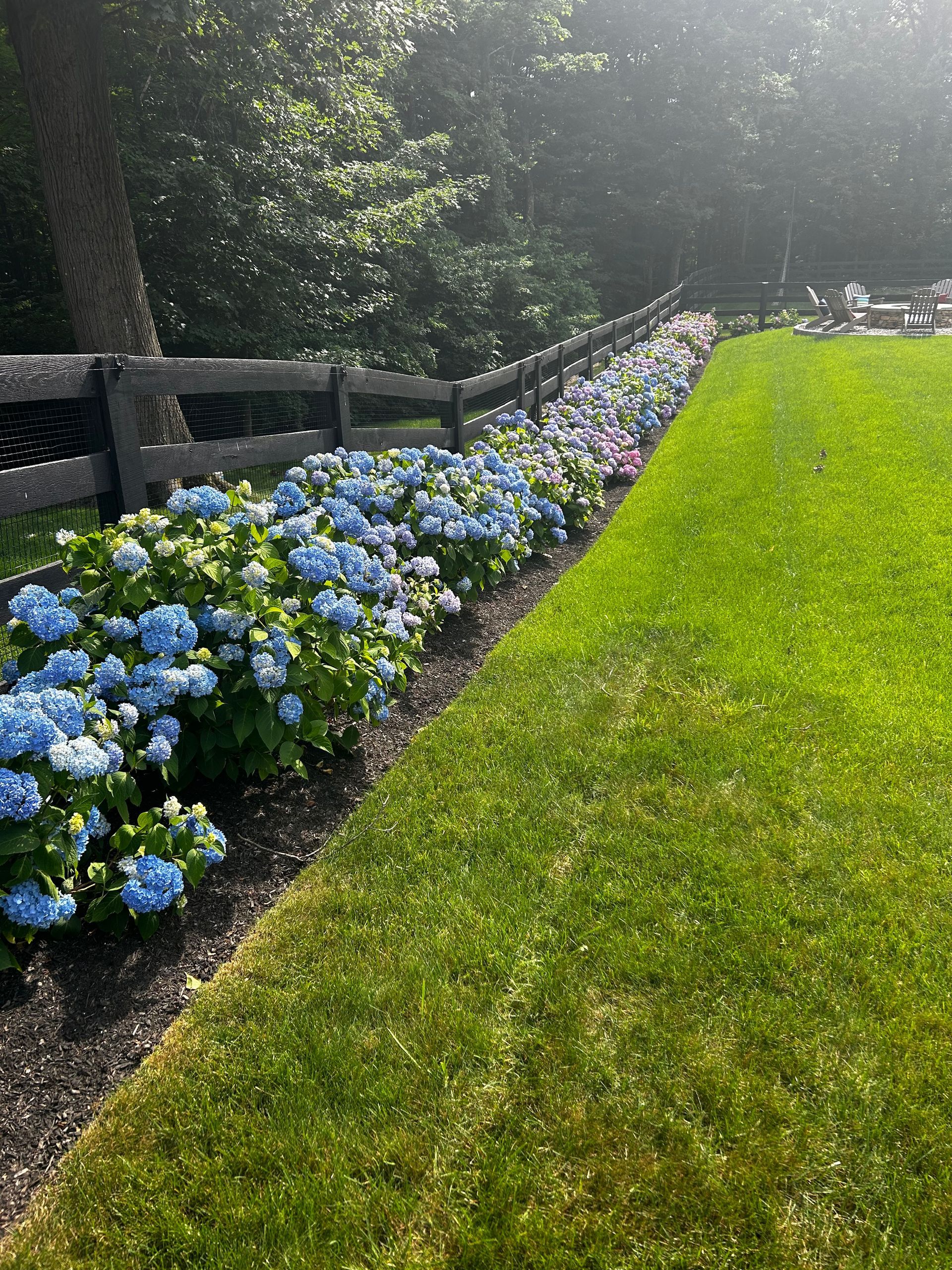 A lush green lawn with a fence and bushes of blue flowers.