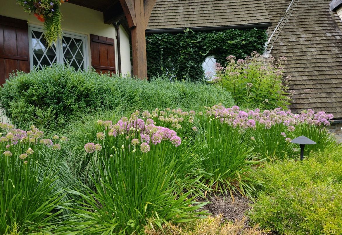 A garden with purple flowers and green plants in front of a house.
