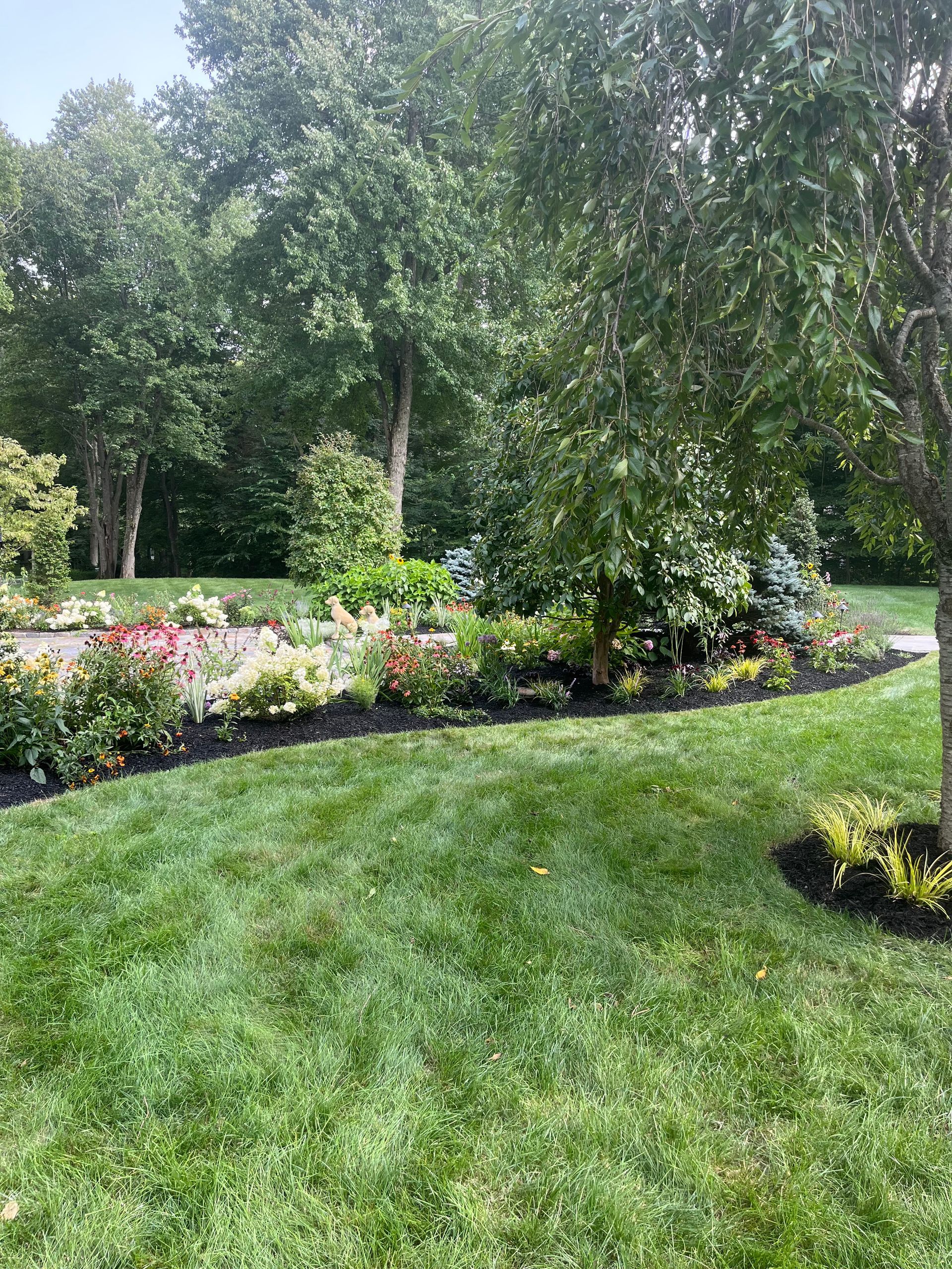 A lush green lawn with trees and bushes in the background.