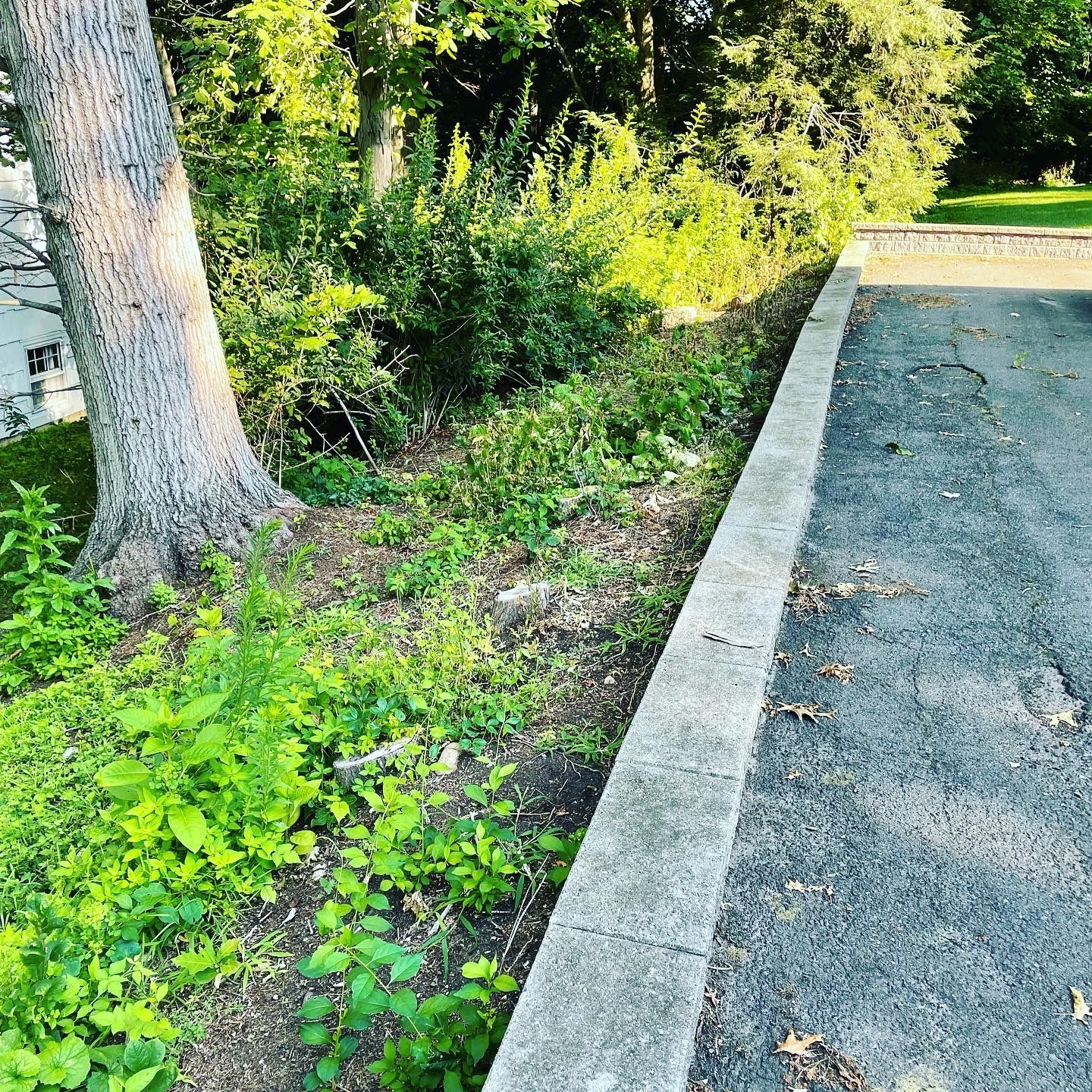 A tree is growing on the side of a road next to a concrete curb.
