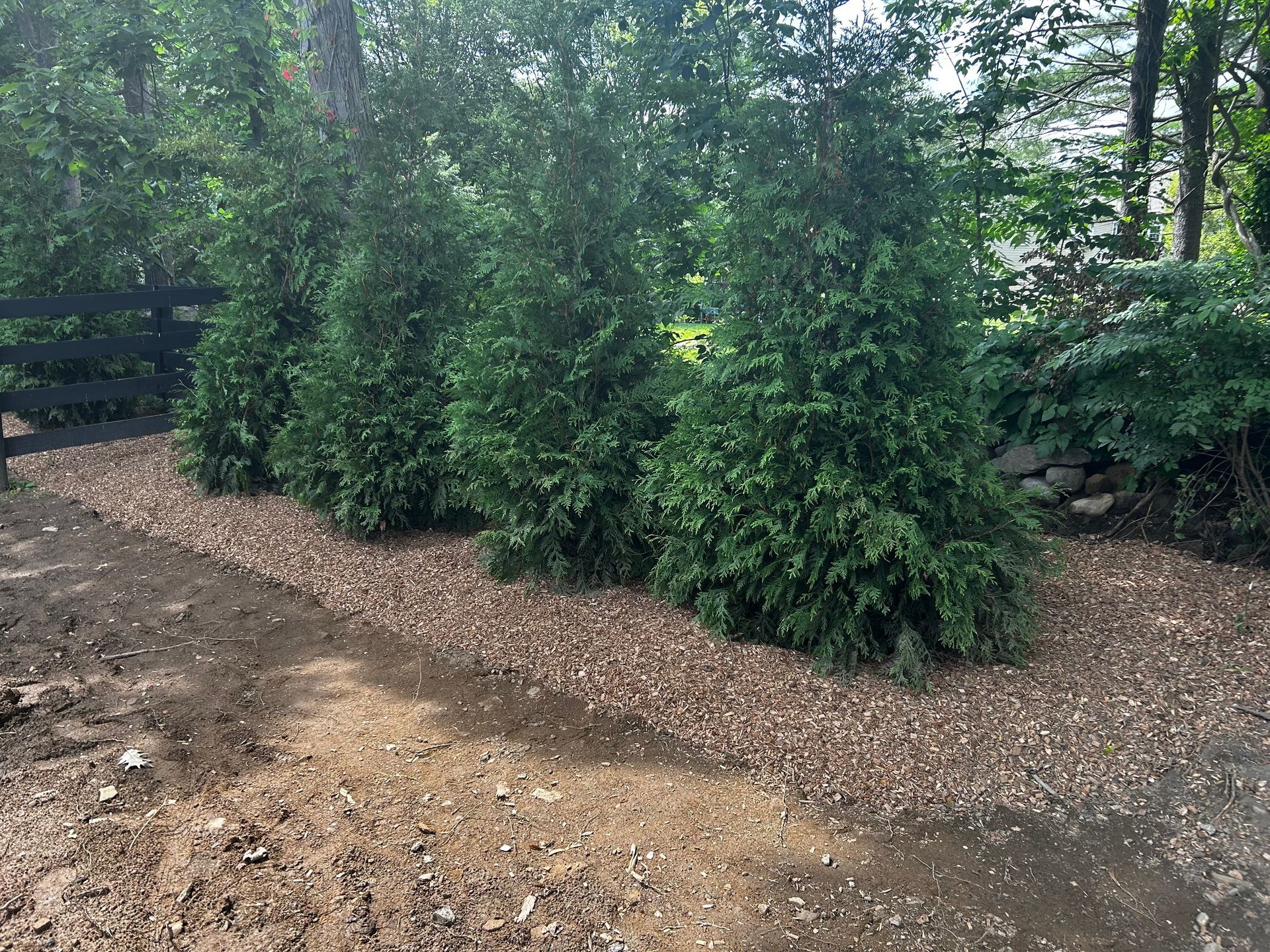 A row of trees in a yard with a wooden fence in the background.