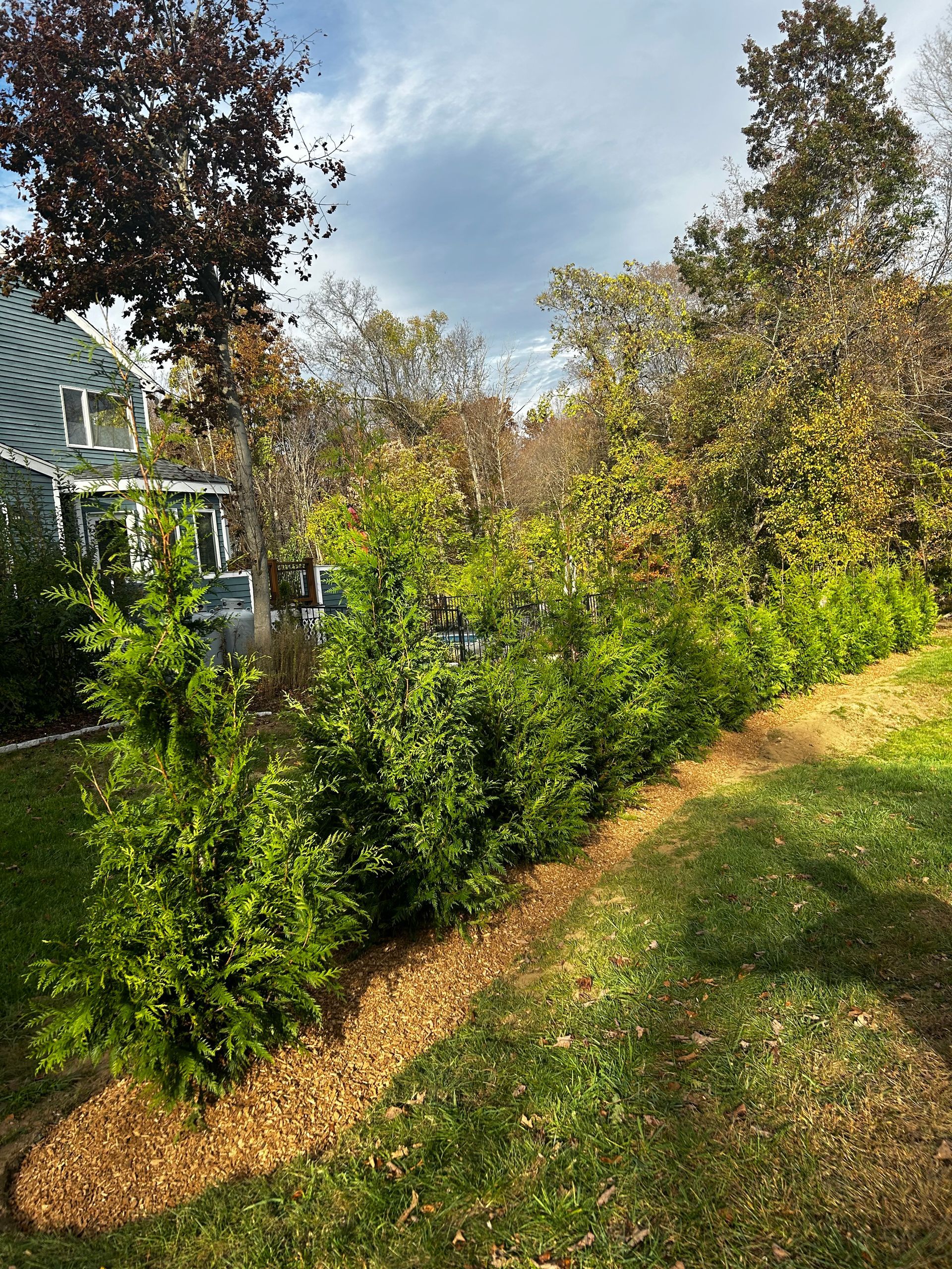 A row of trees in a yard with a house in the background.