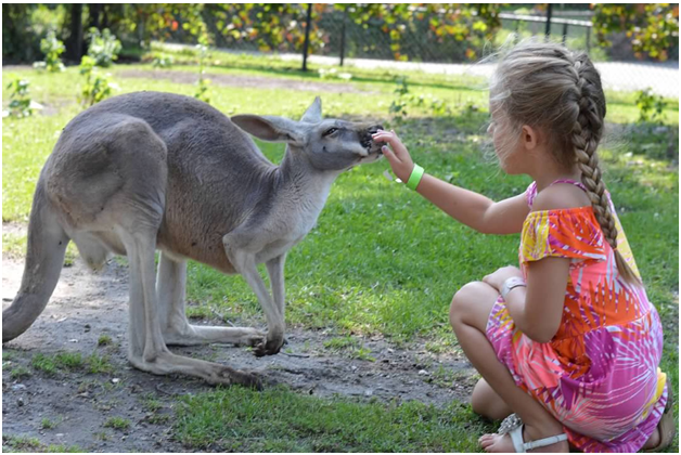 Kangaroo With Encounter