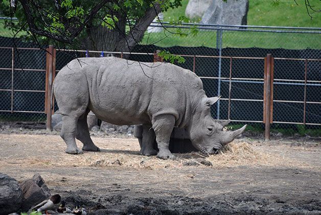 Rhino Encounters