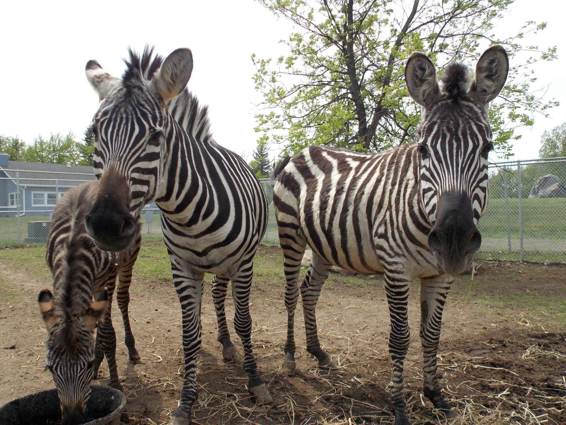 Chahinkapa Zoo Animal Park Wahpeton, ND