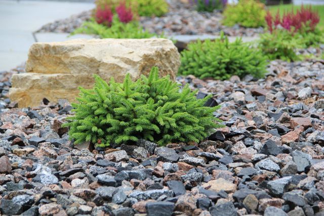 A small plant is growing out of a pile of rocks.